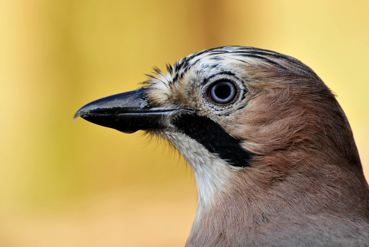 Gaál Zoltán Péter