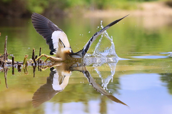 Vadászó Törpegém