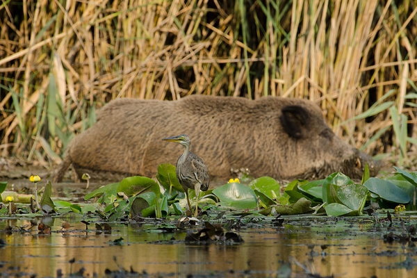 Vörös gém és vadkan