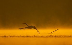 Tündöklő szárnycsapás  Tündöklő szárnycsapás