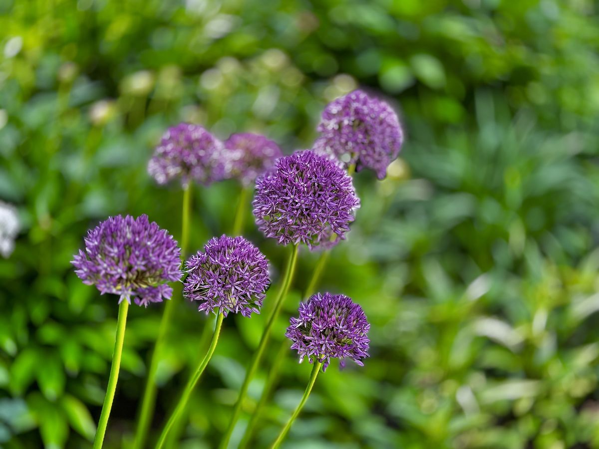 Presztolánszky Ágnes