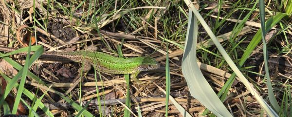 Az érdeklődő zöld gyíkocska