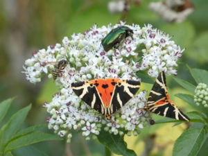 Csúcsforgalom Csúcsforgalom