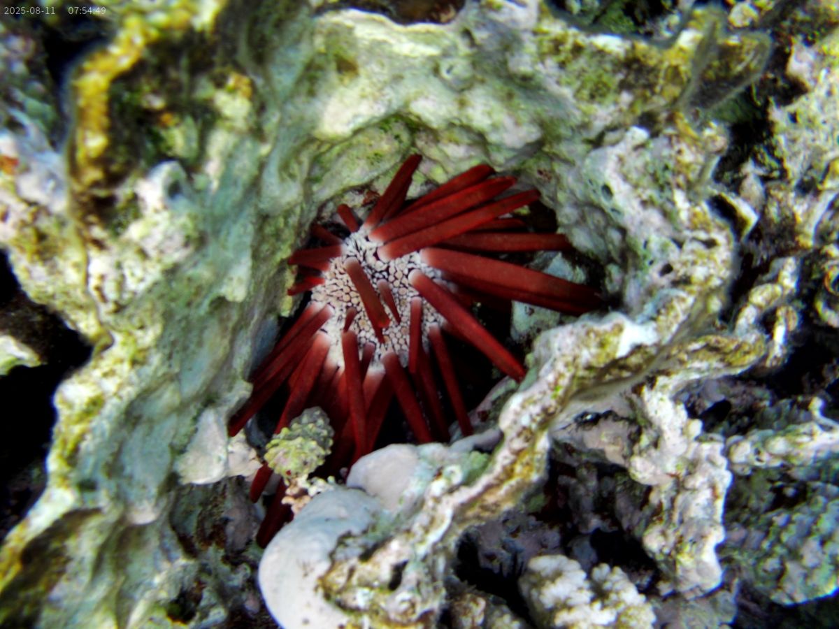 Szabó Gabriella Katalin