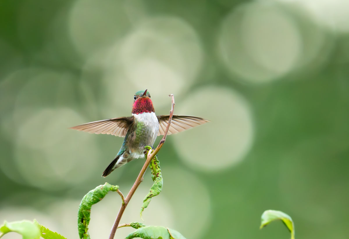 Agócs Fruzsina Júlia