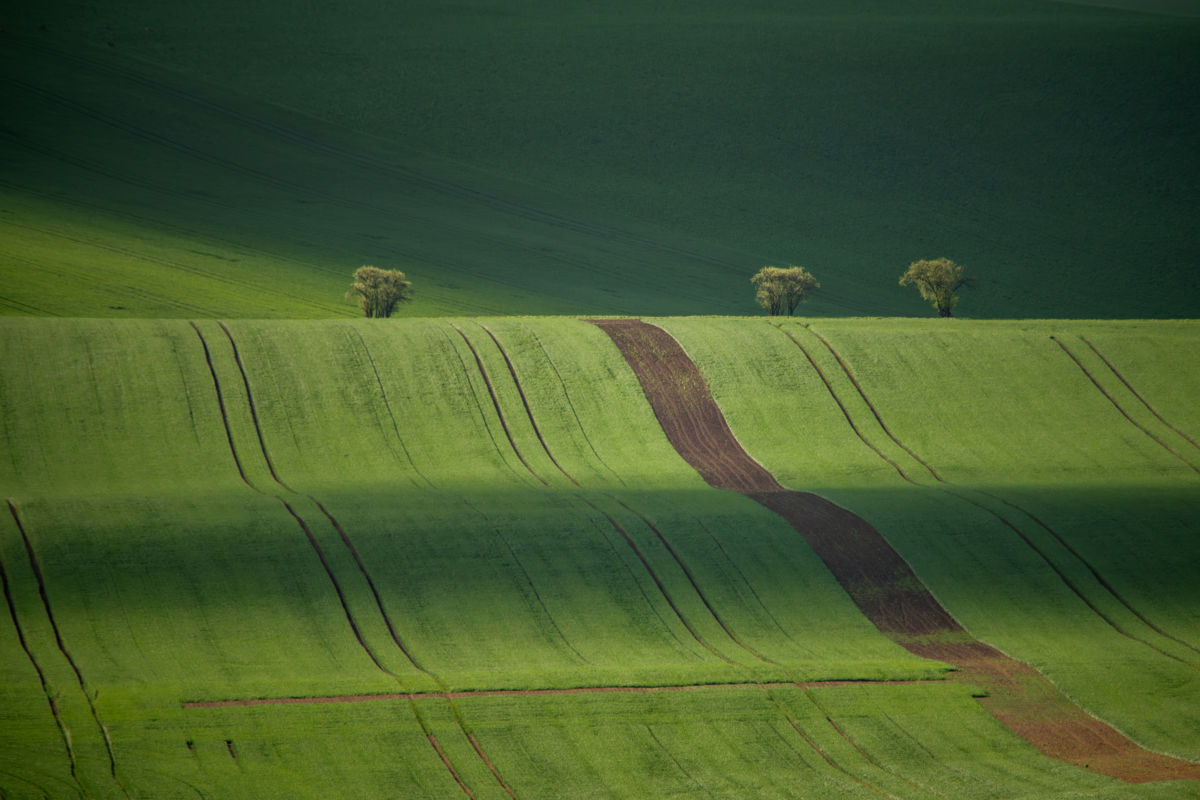 Varró Brigitta Barbara