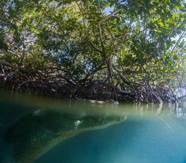 A Mangrove-ok alatt