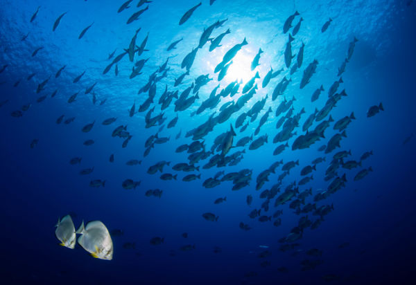 Hajnali találkozás.