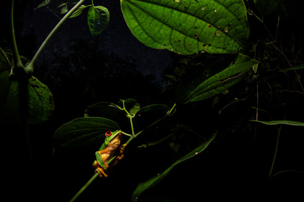 Éjszaka a levelek alatt