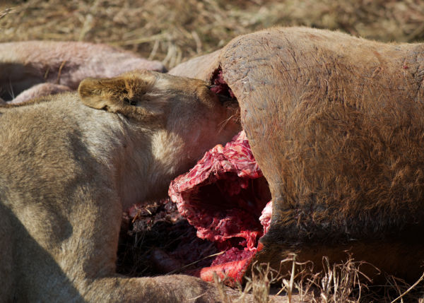 Oroszlánok reggelije
