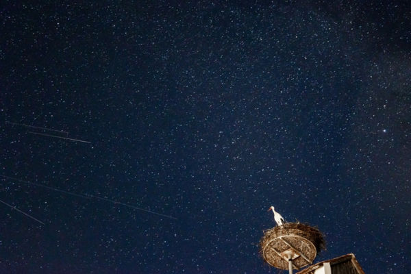 Az asztrológus gólya