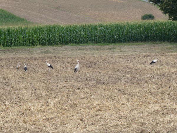 3 gyerekes gólya család