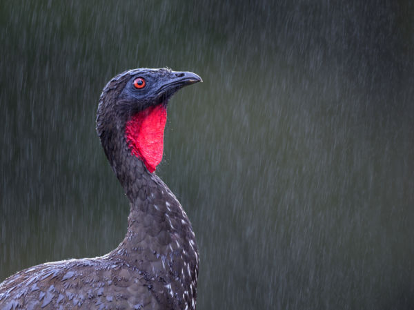 Természetes Wellness 