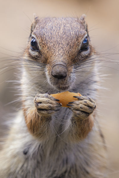 Egy mogyorónyi boldogság