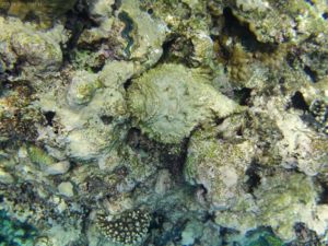 Álcázás mesterfokon - a kőhal túlélési stratégiái