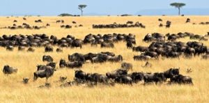 Erőgyűjtés a nagy vándorlás előtt