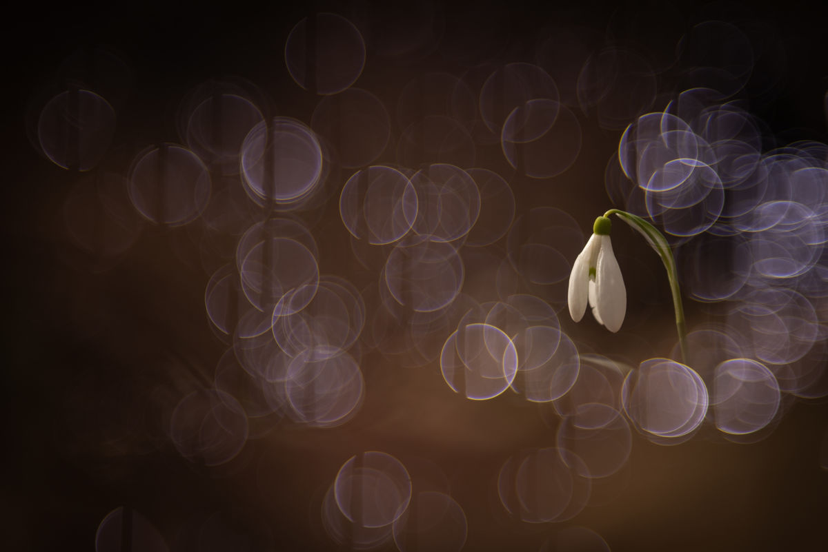 Darányiné Bakos Éva