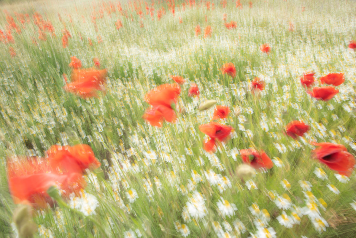 Darányiné Bakos Éva