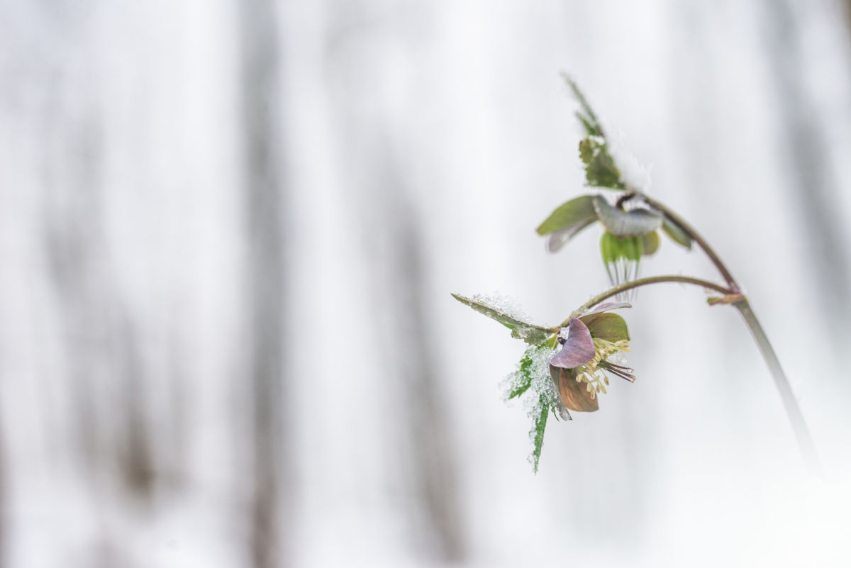 Darányiné Bakos Éva