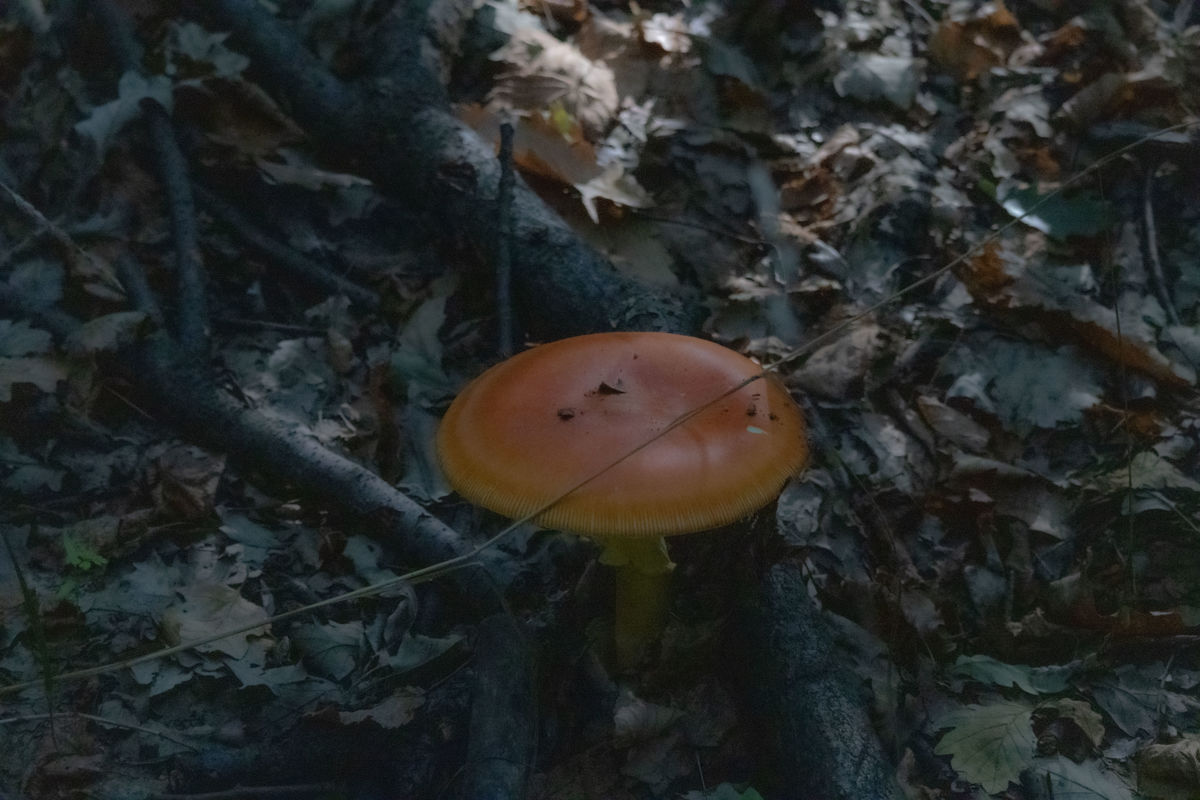 Szekérné Dr Bók Anikó