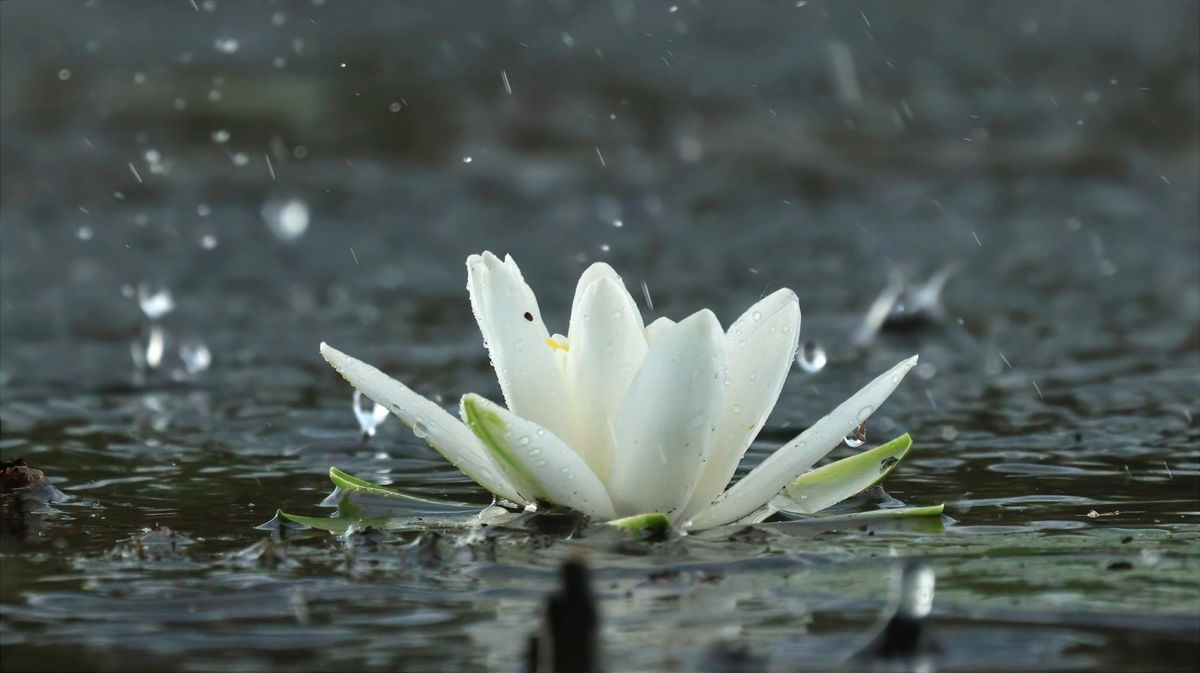 Gulyás Attila Dávid 