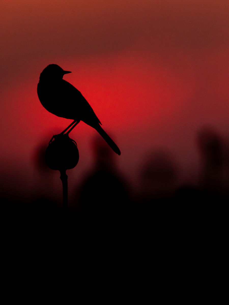 Koncz-Bisztricz Tamás