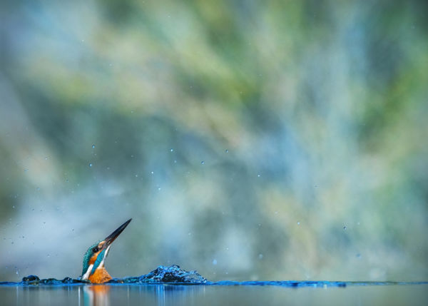 Impresszionista búvár