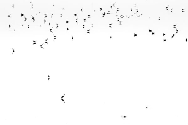 Álmomban vizimadarakat láttam