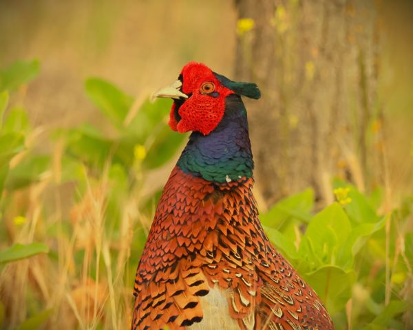 Fácán, császár módra