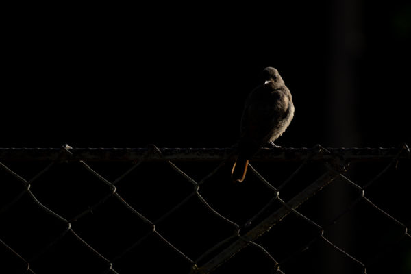 Napsütötte vörösbegy