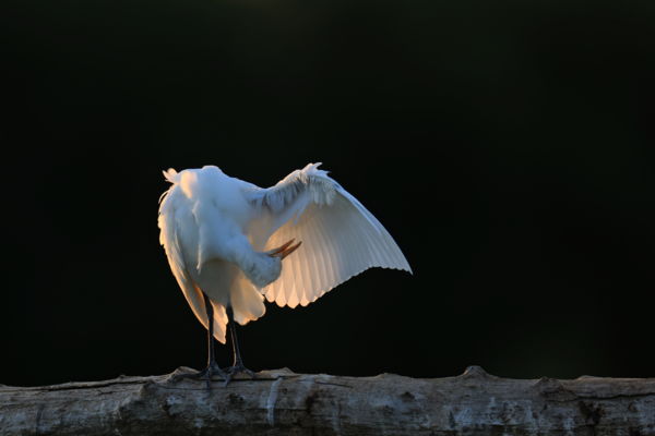 Ellenfényes tollászkodás