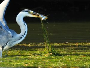A halászat mestere A halászat mestere