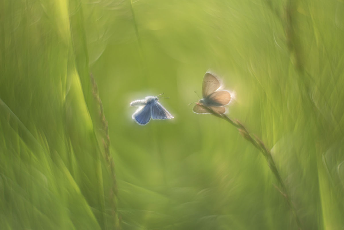 Darányiné Bakos Éva