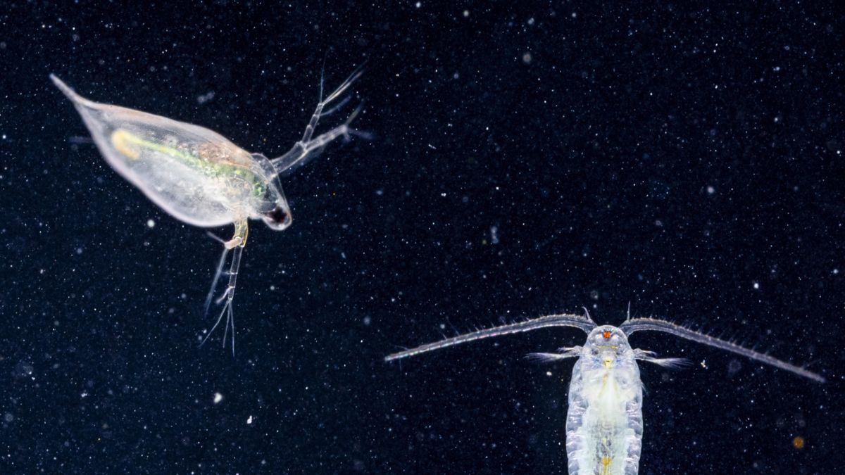 Koncz-Bisztricz Tamás