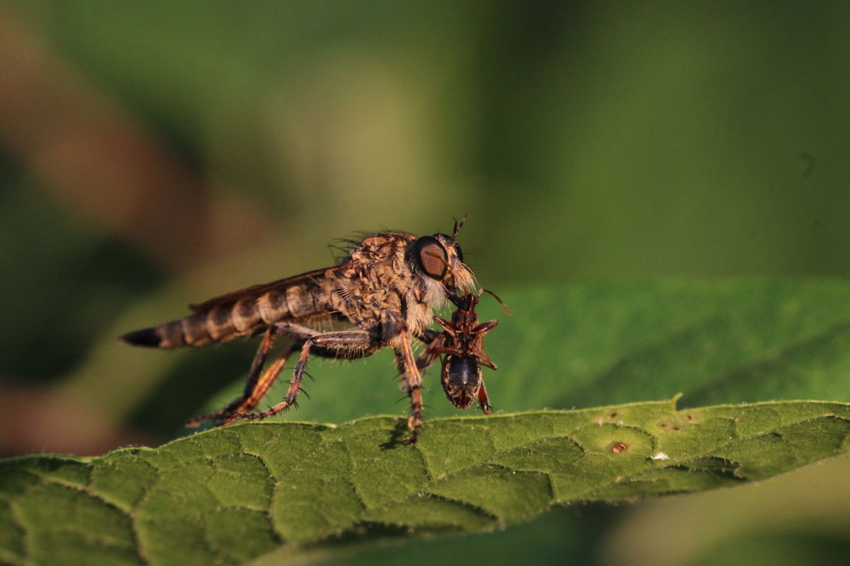 Seres Ádám Zoltán