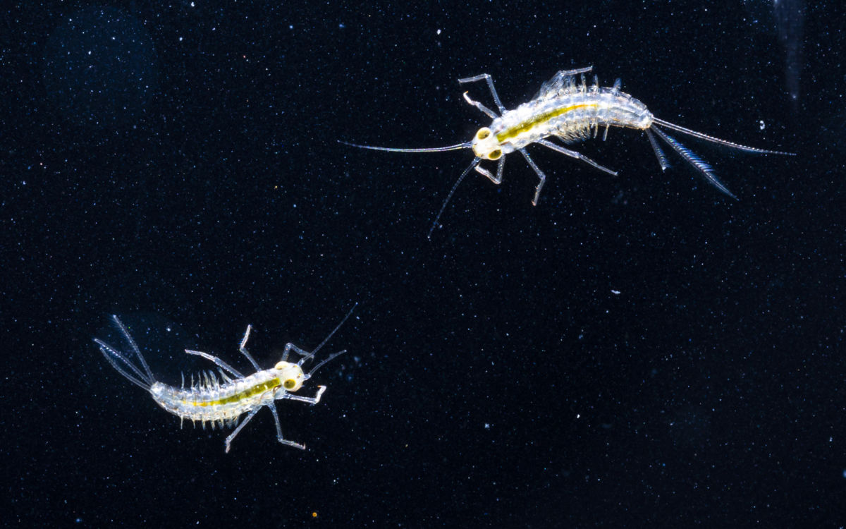 Koncz-Bisztricz Tamás