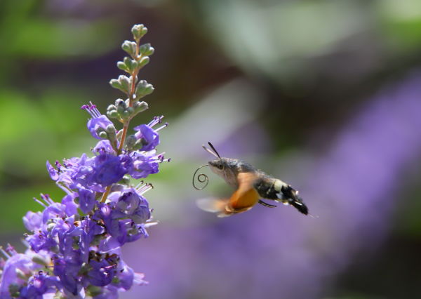 Tankolni készülök