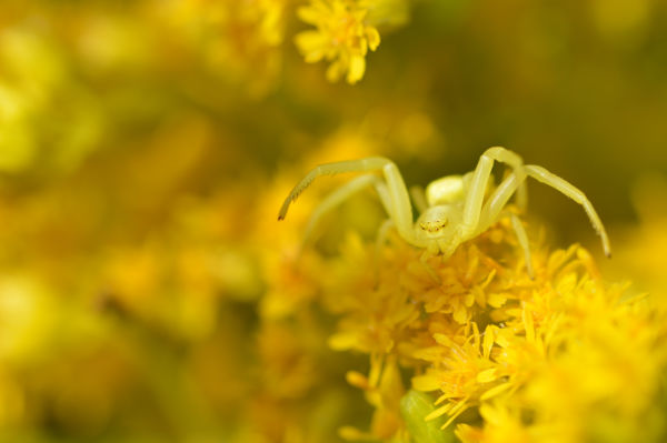 Láthatatlan vadász