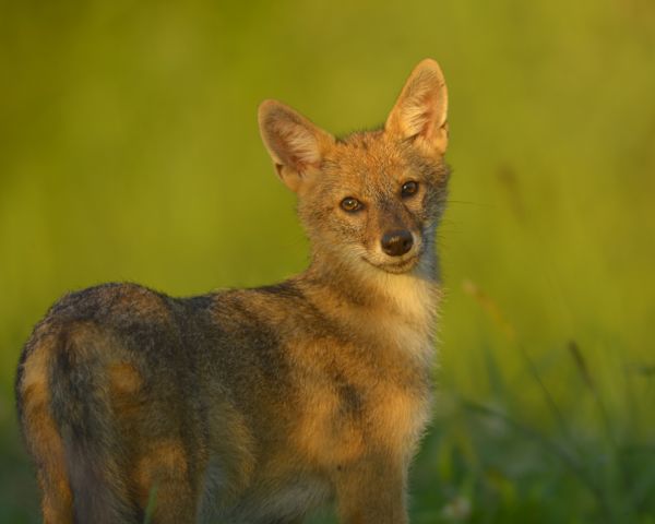 Egy utolsó pillantás