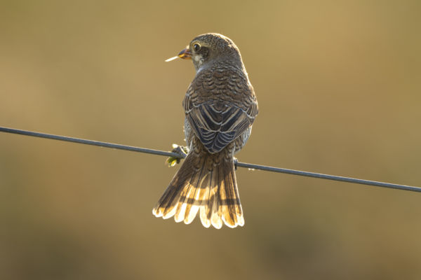 Egy csipet napsugár