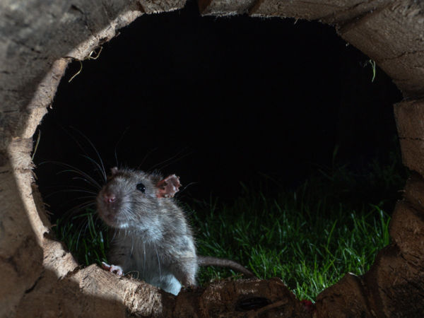 Az éjszaka vándora