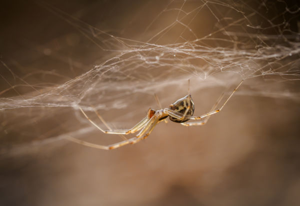 Tiszta udvar, rendes ház