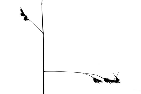 Törékeny egyensúly