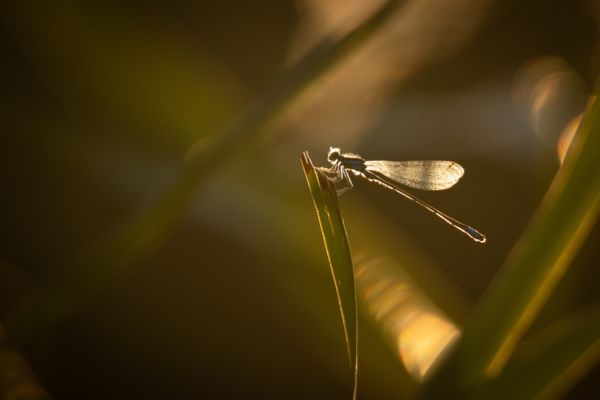 Az alkony ölelésében