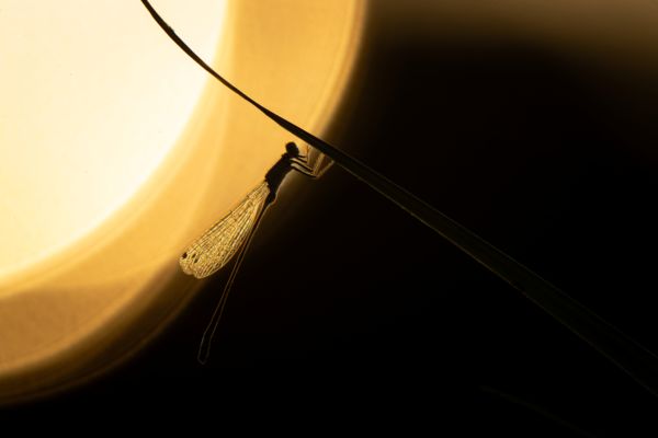 A nap és az éj peremén