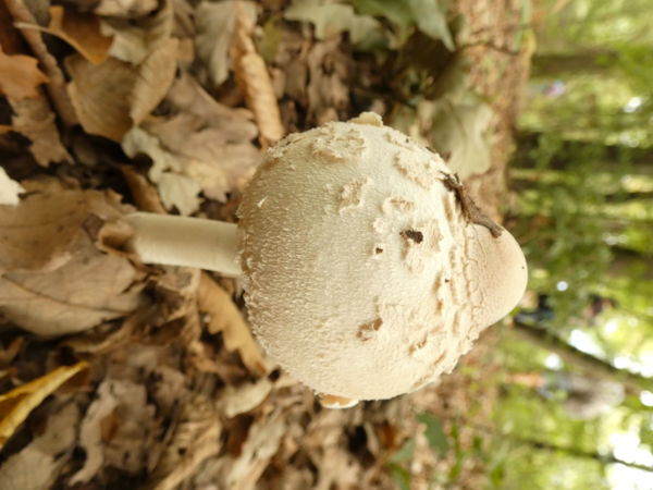 Még növésben vagyok