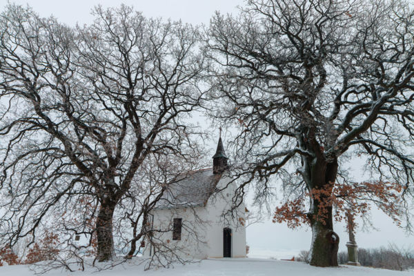 Szent Orbán kápolna az ősi fák ölelésében