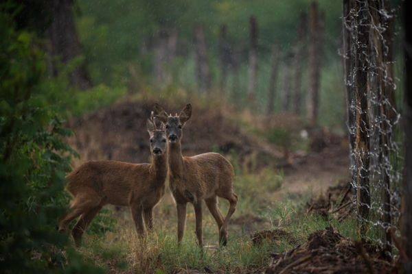 Illegális határátkelők