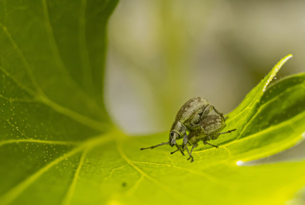 Levélszéli románc