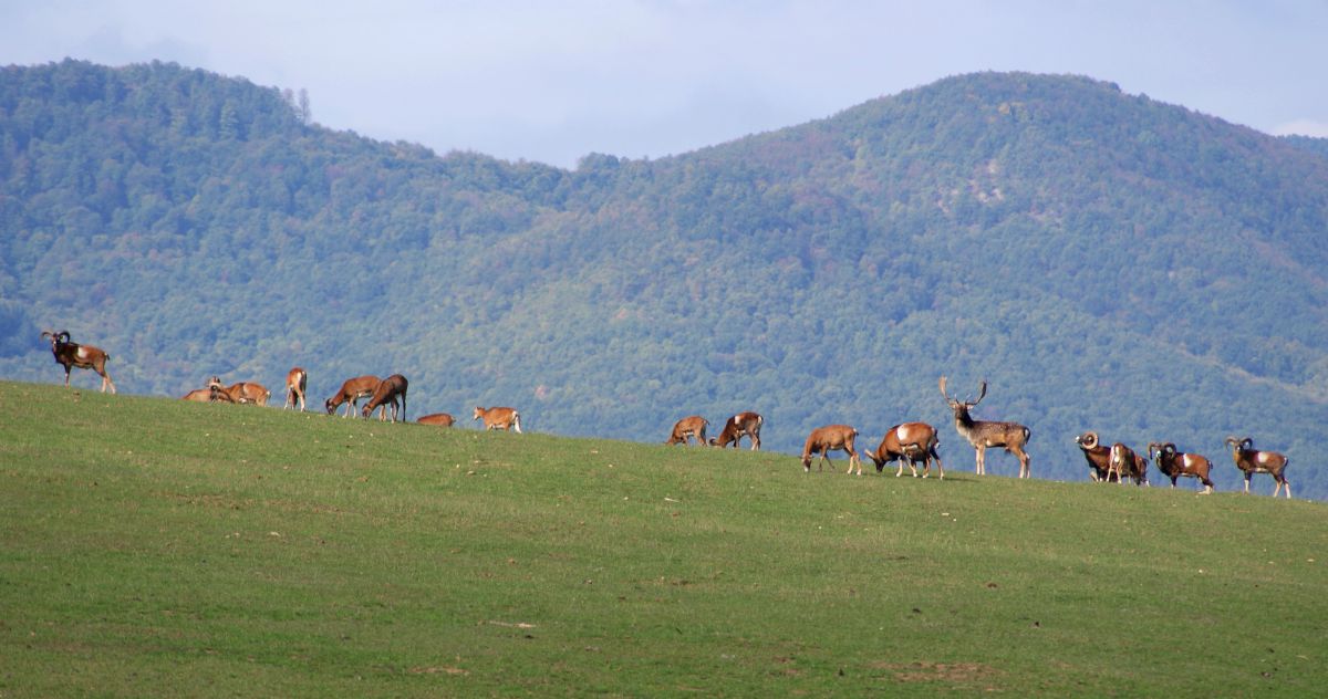Laczkó-Magyar György